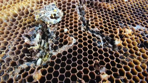 Big and small larvas of wax moth raising in old honeycombs,close up life of Vídeos de archivo 131129437