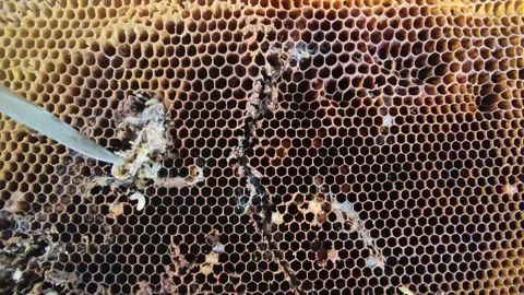 Big and small larvas of wax moth raising in old honeycombs,close up life of Stock Footage 131129487