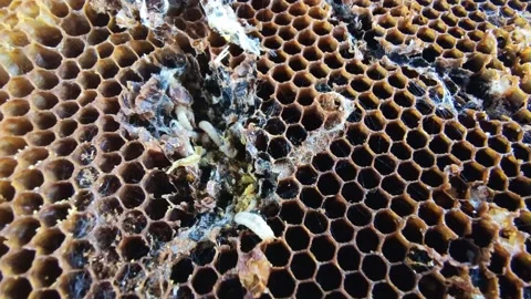 Big and small larvas of wax moth raising in old honeycombs,close up life of Vídeos de archivo 131129509