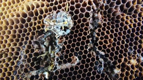 Big and small larvas of wax moth raising in old honeycombs,close up life of 動画素材 131129549