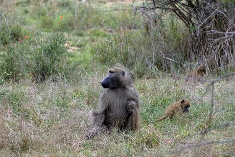 Big and small monkeys sits in grass, Chacma baboon in Kruger National Park Stock Photos