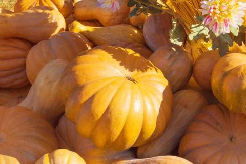 Big and small pumpkins Stock Photos