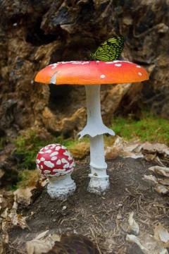 Big and small red toadstool and yellow-black butterfly. Stock Photos