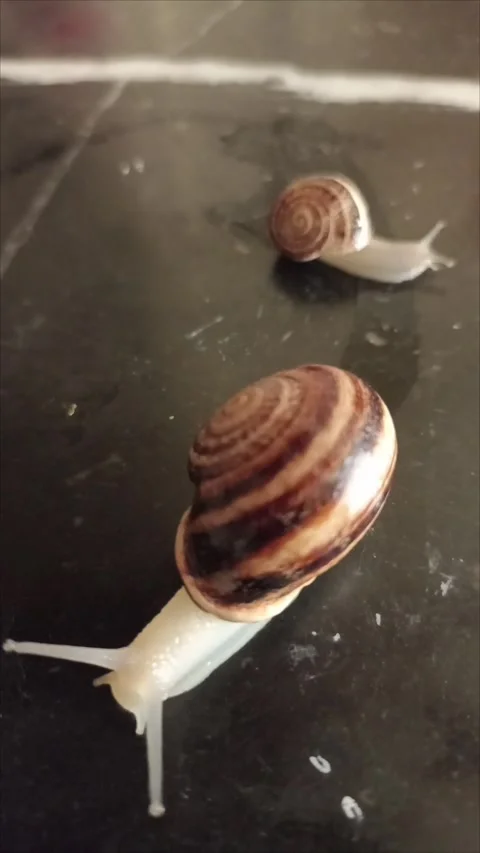 Big and Small Snails Crawling on Dark Surface 스톡 동영상 335651037