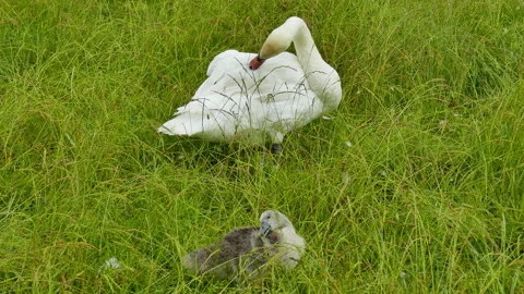 Big and small swan Stock Footage 244931748