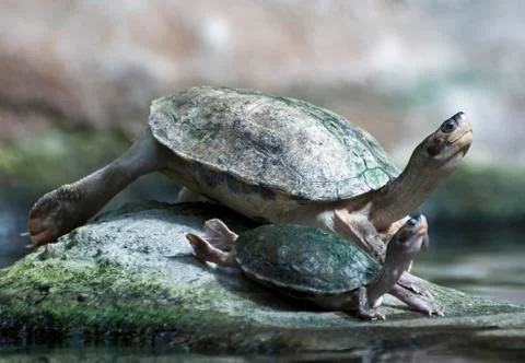 Big and small turtle basking Stock Photos