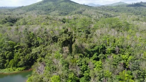 Big and tall old tree in Kalimantan forest Stock-Footage 248830344