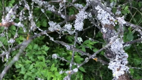 Big and tiny tree branches with fungus, POV Stock Footage 201627441