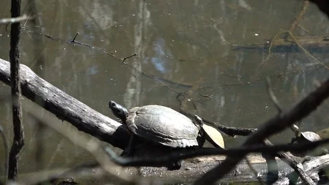 Big and tiny turtle Stock Footage 104991511