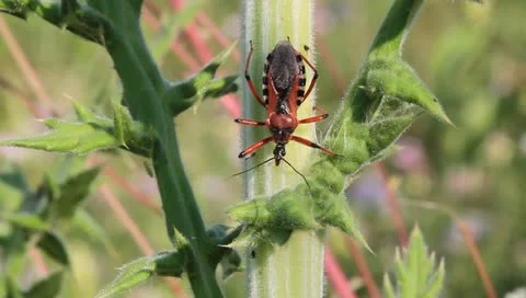 Big and ugly Red Assassin Bug, Rhynocoris iracundus Video stock 11275391