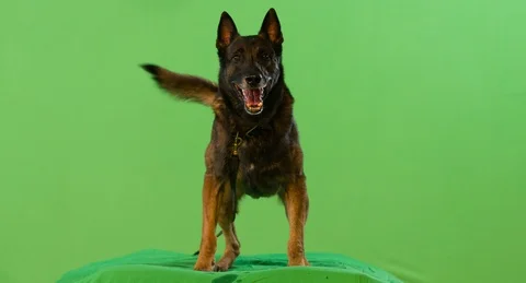 Big angry shepherd dog barks on a leash. Stock Footage 123780851
