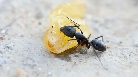 Big ant eats the raisins Stock-Footage 69249277