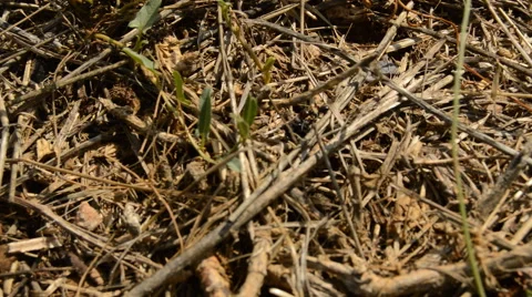 Big Ant Found a Thing Vídeo Stock 40619663