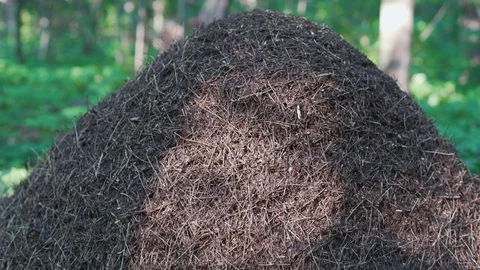 Big ant hill in the dense forest 库存影片 93576866
