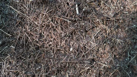 Big ant hill in the dense forest Stock Footage 93577567