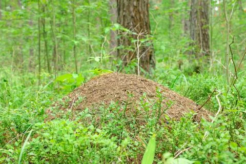 Big ant hill Stock Photos