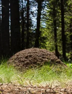 Big ant pile Stock Photos