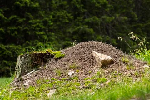 Big ant pile Foto stock
