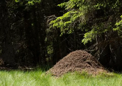 Big ant pile Stock Photos