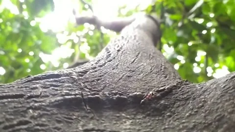 A big ant struggle to fight small ant in the silhoutte nature 库存影片 135292839