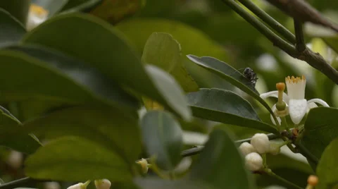 A big ant walking over plants and leaves in the garden Stock Footage 53312349