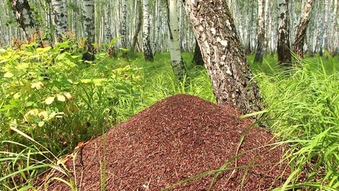 Big anthill in birch forest lockdown Stock Footage 71031928