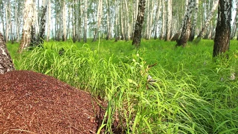 Big anthill in birch forest panning Stock Footage 71032010