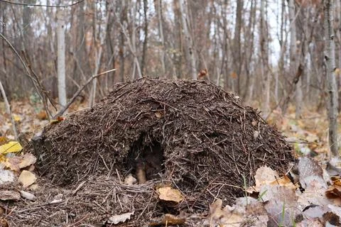 Big anthill built by ants using earth and pine needles in autumn forest Stock Photos