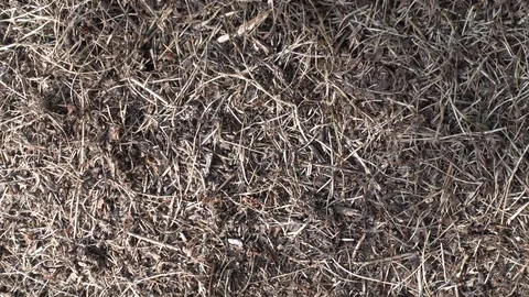 Big anthill close up. Ant colony in forest. Ants in the ant hill. 4K Stock-Footage 123436443