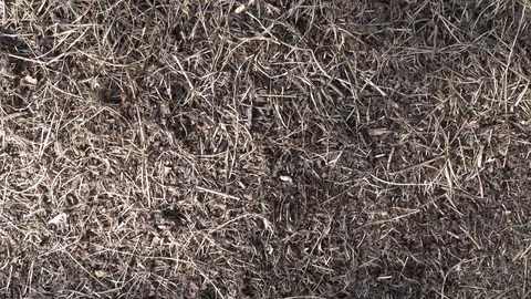 Big anthill close up. Ant colony in forest. Ant workers in the ant hill. 4K Stock Footage 123436543