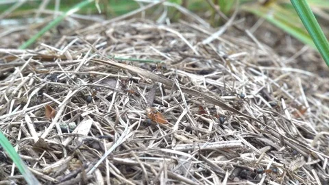 Big anthill close up. Ant colony in forest. Slow motion, 240 fps Stock Footage 123436996