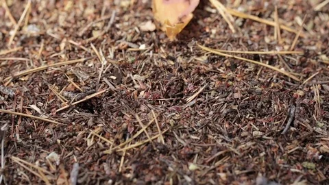 Big anthill close-up Stock Footage 81020577