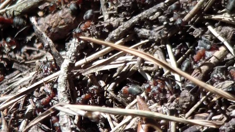 Big anthill with colony of ants in spring forest. Stock Footage 75964028