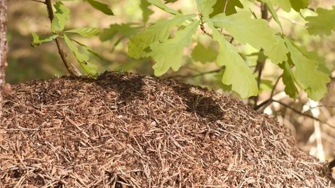 Big anthill with colony of ants under the oak branch in summer forest in slow Stock Footage 106914973