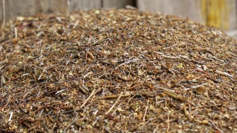 Big anthill in conifer tree forest, pine tree needles stacked on top of each Stock Footage 205207165