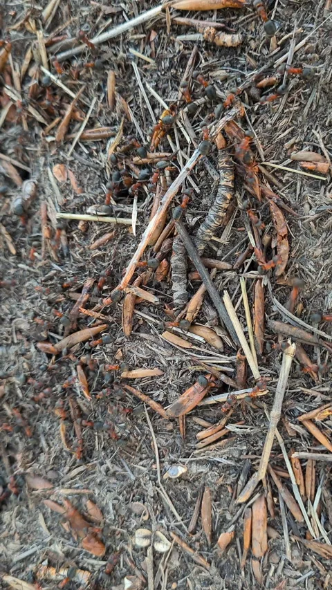 Big anthill in the forest close up. Anthill with colony of ants in summer Stock Footage 267187799