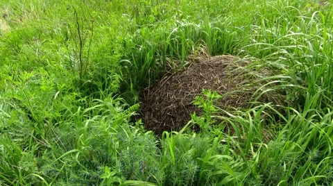 Big anthill in grass Stock Footage 68943868