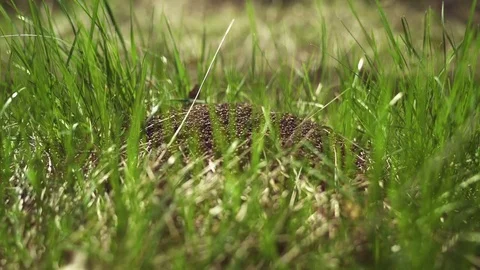 A big anthill in nature Stock Footage 75467112