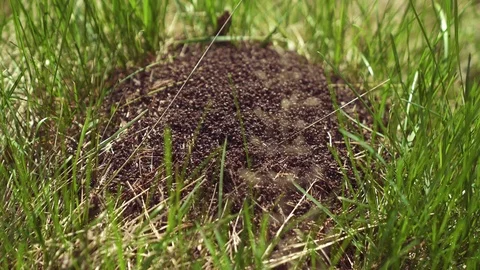 A big anthill in nature Stock Footage 75467872