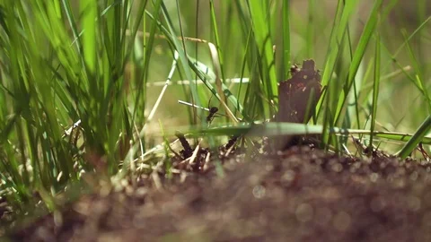 A big anthill in nature Stock Footage 75494222