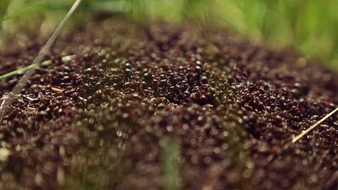 A big anthill in nature Stock Footage 75494320