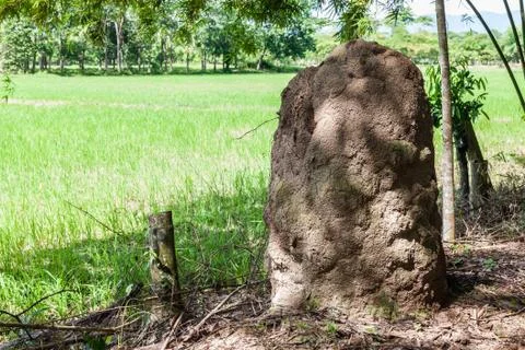 Big anthill Stock Photos