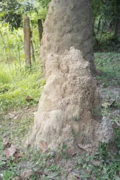 Big anthill Stock Photos