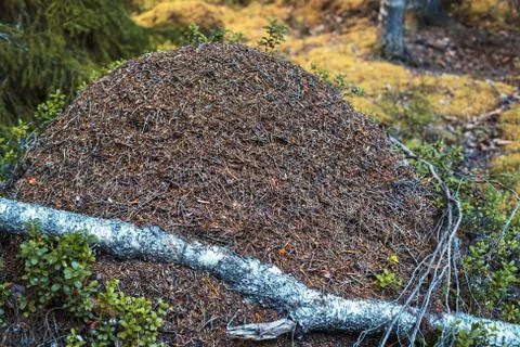 Big anthill 스톡 사진