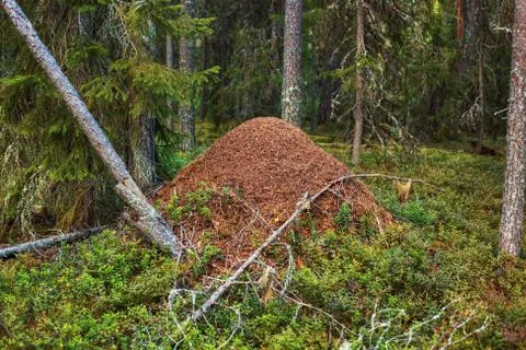 Big anthill Stock Photos