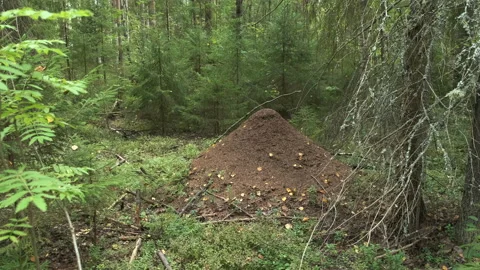 Big anthill from pine needles and branches with colony of ants in autumn forest. Stock Footage 145074123
