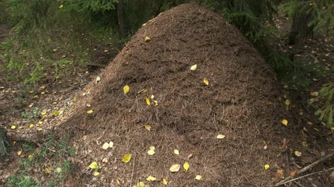 Big anthill from pine needles and branches with colony of ants in autumn forest. Stock Footage 145974569