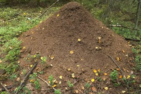 Big anthill from pine needles and branches with colony of ants in autumn forest. Stock Photos