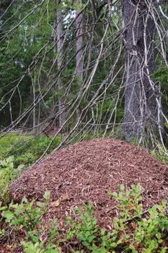 Big anthill in the spruce forest Stock Photos