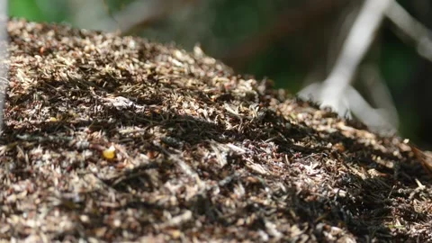 Big anthill in the summer forest close up Stock Footage 315885387